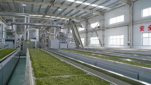 忙碌的茶叶加工车间.秀山县佳沃农业发展供图